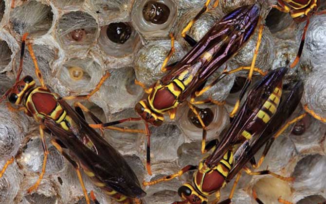 馬蜂報復(fù)的原理是什么？依靠信息素標記入侵者，并引導(dǎo)蜂群攻擊！