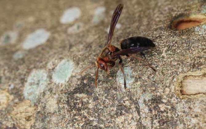 牛角蜂蟄了會不會死人？輕者被蟄處疼痛難忍，嚴重時可致人死亡！