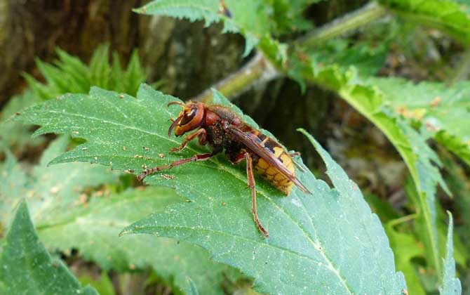 牛角蜂蟄了幾天消腫？輕者3～5天消腫，嚴重時可能有生命危險！