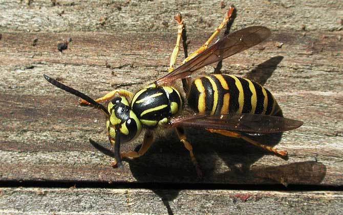 為什么家里招馬蜂？三個原因，一是迷巢，二是覓食，三是有蜂巢！