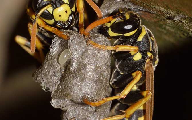 馬蜂在窗戶角筑巢咋辦？要視情況而定，若威脅到安全要及時搗毀！