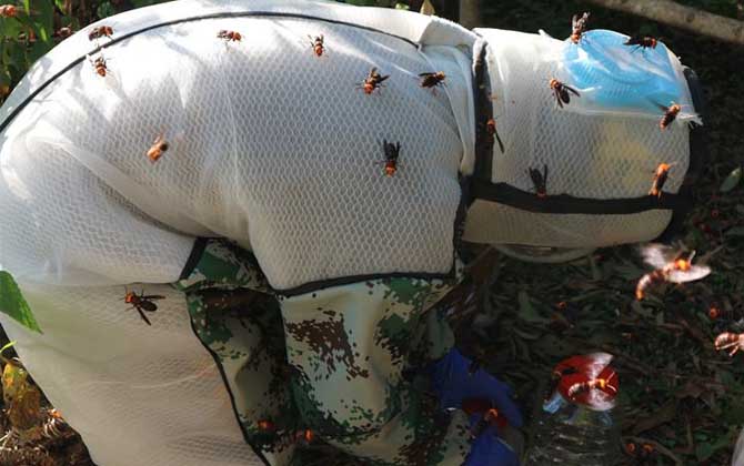 虎頭蜂防蜂服多少錢一套？不要貪圖便宜，否則受傷的還是自己！