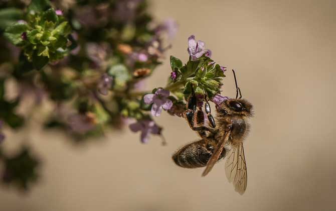世界上十大最厲害的蜂，它們令人聞風喪膽，第一名已殺死上千人！