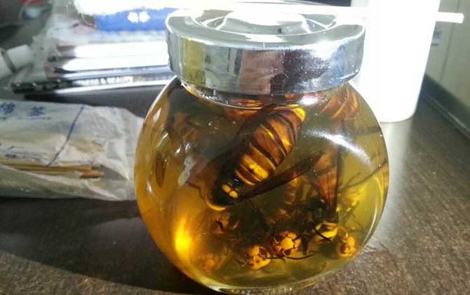 虎頭蜂酒多少錢一斤？一般都不便宜，最普通的都要40～50元一斤！