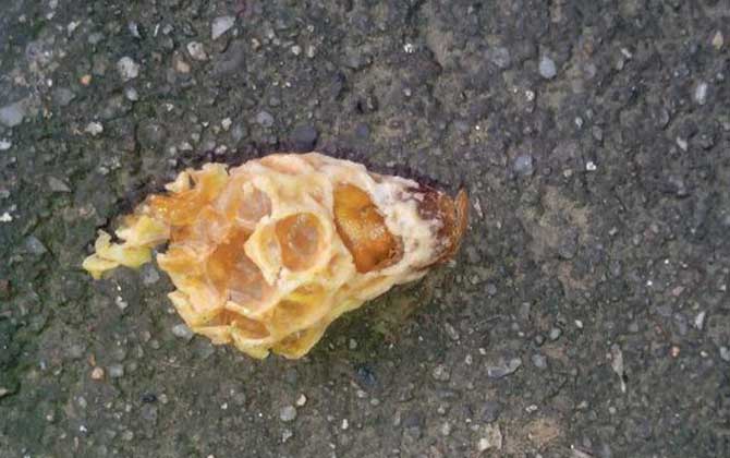 中蜂王臺多久看一次？阻止分蜂1周看一次，若要分蜂3天看一次！