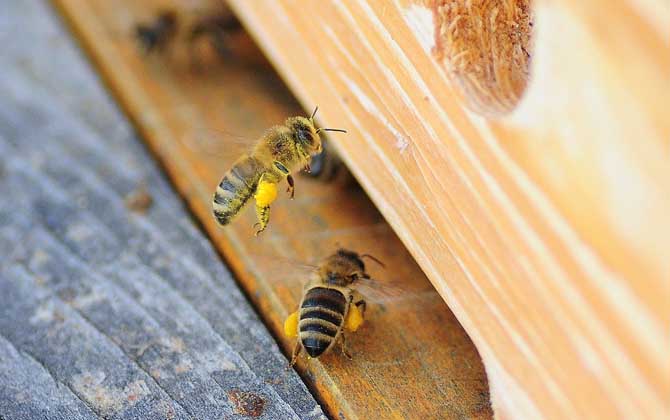 一箱蜂一年能分幾箱？沒有固定的答案，主要取決于分蜂方式！