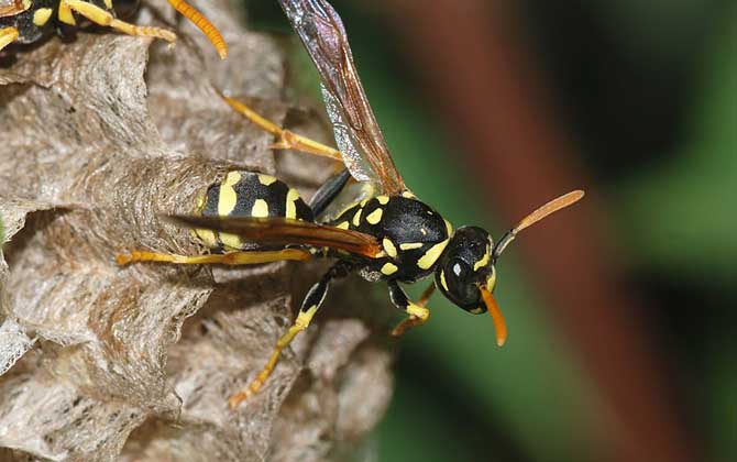 蜂房有壯陽的功效與作用嗎？有一定的效果，但尚未得到證實！