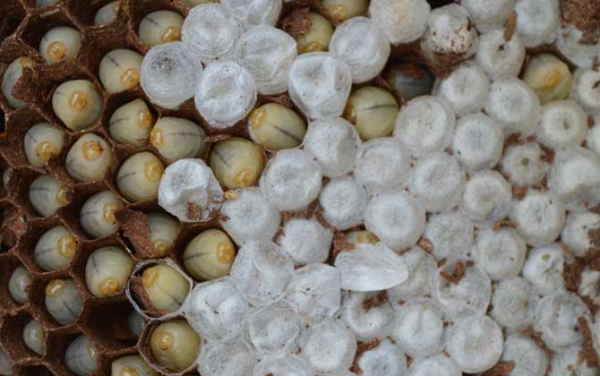 女人吃蜂蛹的功效與作用，不但能增強體質，而且還能美容養(yǎng)顏！