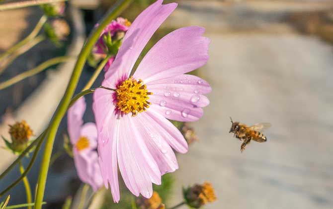 蜂毒進入血液有什么癥狀？輕者疼痛、紅腫、瘙癢，重者致人死亡！