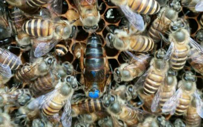 新收蜂群沒有蜂王怎么辦？