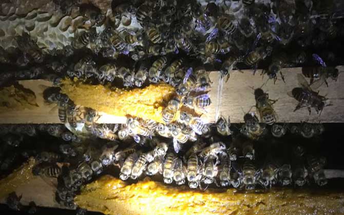 怎樣人工培育蜂王？