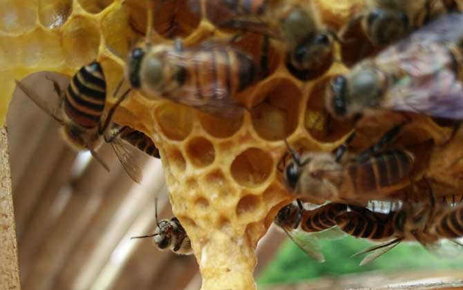 蜜蜂王臺(tái)在什么位置？