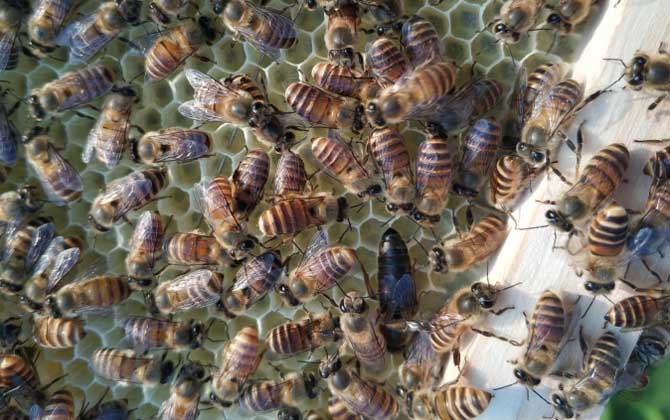 怎么能看出是有盜蜂？