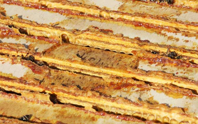 蜂膠含有哪些營養成分？