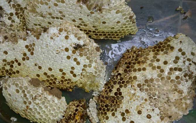 蜂巢價格多少錢一斤？