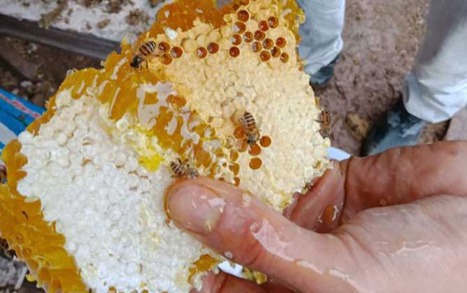 蜂巢真的能治鼻炎嗎？