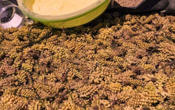 長(zhǎng)期服用松花粉會(huì)誘發(fā)癌癥嗎？