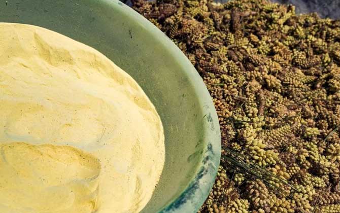 松花粉價(jià)格表及選購(gòu)技巧