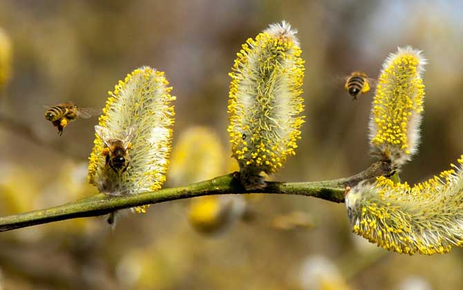 蜂毒療法真的是騙局嗎？