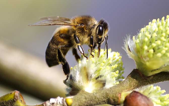 蜂毒真的能治類風(fēng)濕嗎？