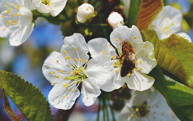 蜂毒由哪些成分組成的？