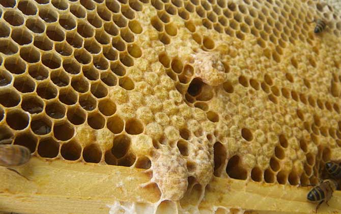 蜂王為什么不產(chǎn)卵？