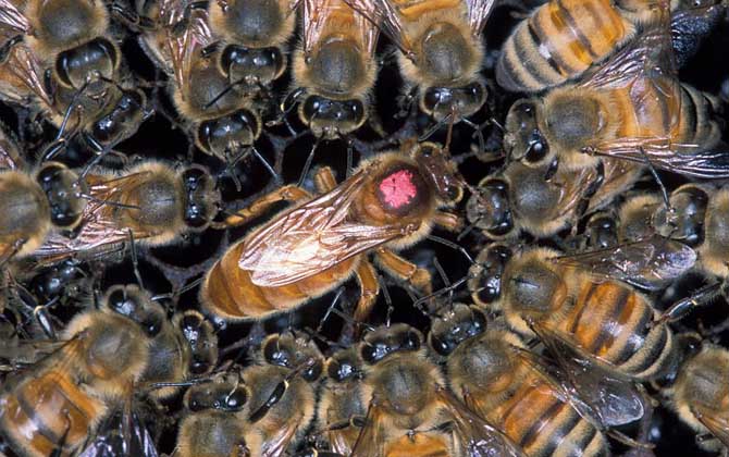 蜂王怎樣剪翅膀影響最??？