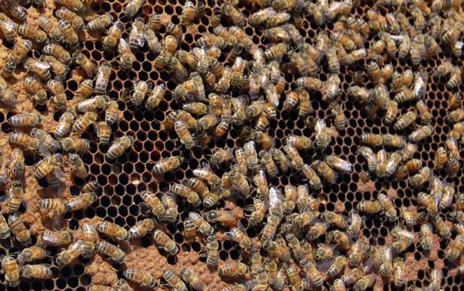 蜂王剪翅膀有影響嗎？