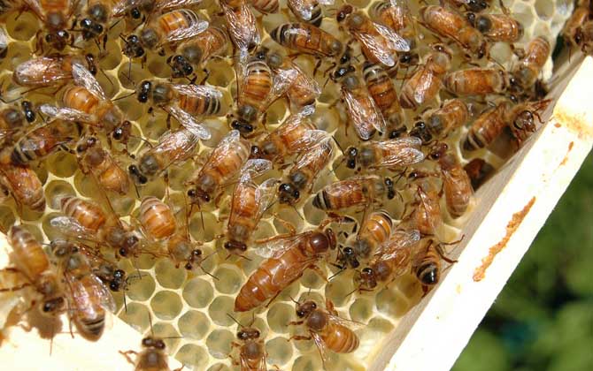 蜂王剪翅膀還會分蜂嗎？