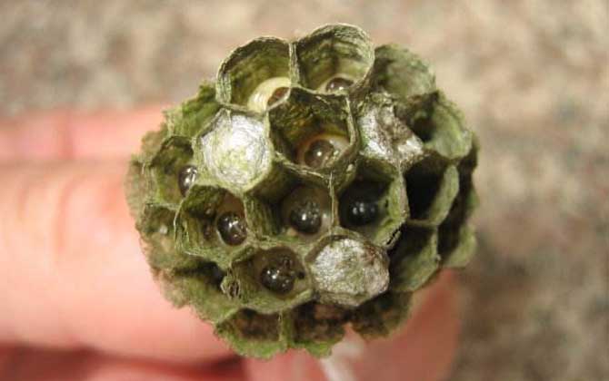 怎樣捅馬蜂窩才安全？