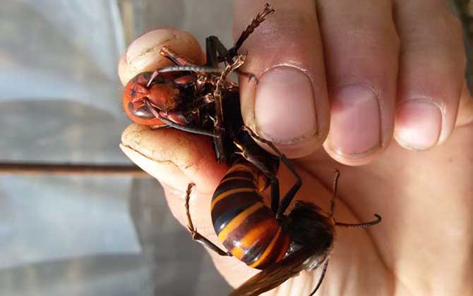 胡蜂(馬蜂)養殖風險高嗎？
