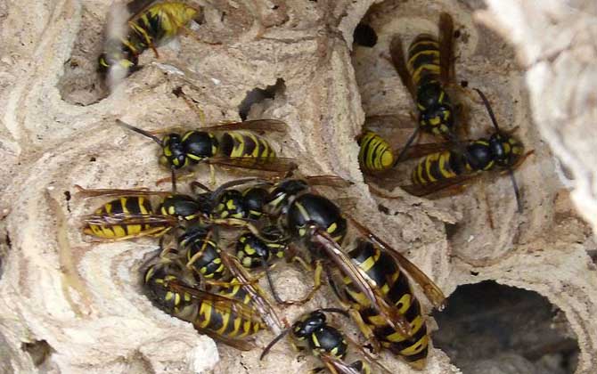 家里有馬蜂窩的預(yù)兆是什么？