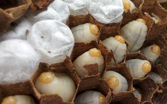 養馬蜂靠什么賺錢？