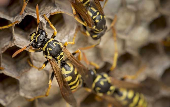 被馬蜂蟄了用醋還是肥皂水？
