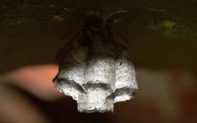 馬蜂窩摘除的最佳時間