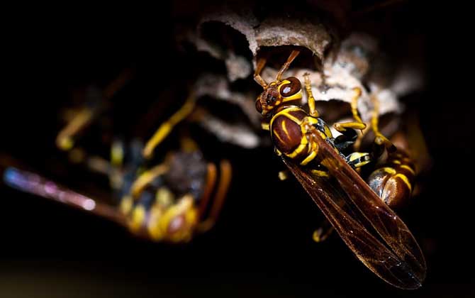 黃蜂進(jìn)家里預(yù)兆死人是真的嗎？