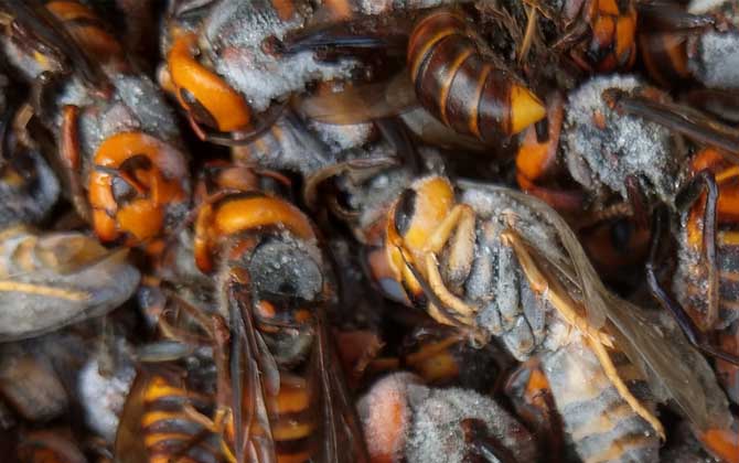 虎頭蜂100只能泡多少酒？