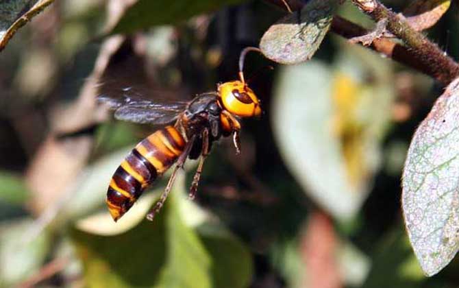 雞籠蜂真的能蟄死人嗎？