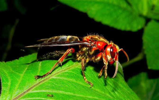 虎頭蜂蜇人后自己會死嗎？