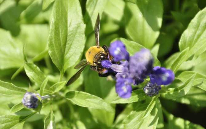 比虎頭蜂還大的黑蜂是什么蜂？