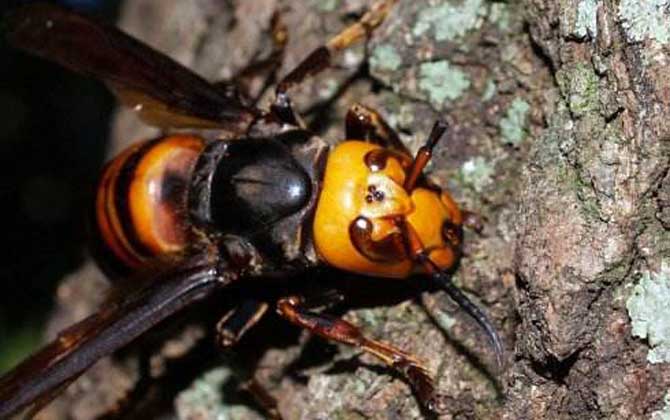 虎頭蜂做窩的風(fēng)水怎么樣？