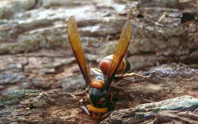 被虎頭蜂蟄了幾天能好？