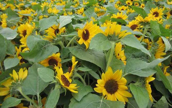 向日葵什么時(shí)候開花？