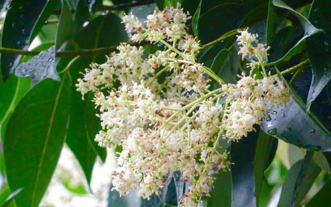 龍眼什么時(shí)候開花？