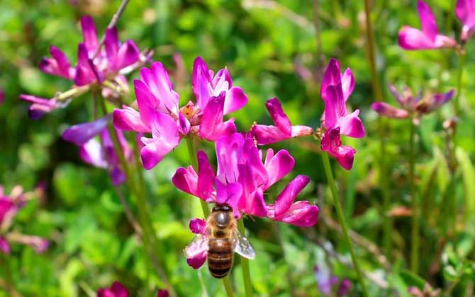 紫云英什么時(shí)候開花？