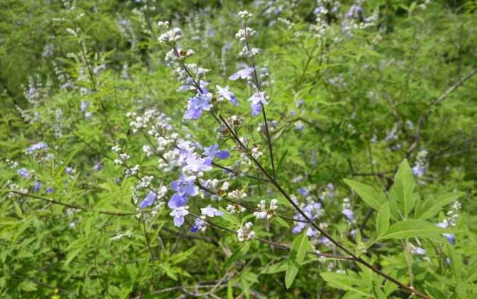 荊條什么時(shí)候開花？