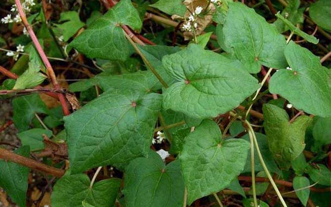 蕎麥?zhǔn)裁磿r(shí)候開花？