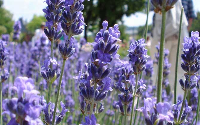 薰衣草什么時(shí)候開花？