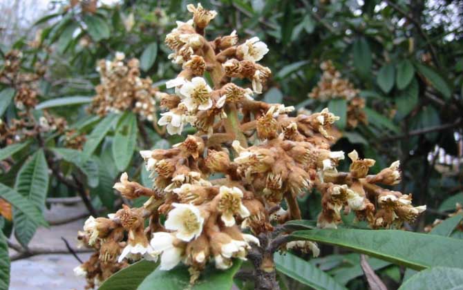 枇杷什么時(shí)候開花？