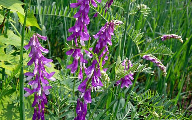 苕子什么時候開花？